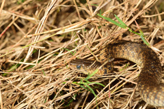 Fowlea flavipunctata