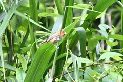 Neosuthora davidiana