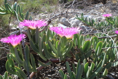 Carpobrotus quadrifidus