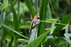 Neosuthora davidiana