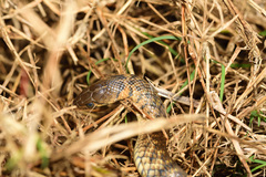 Fowlea flavipunctata