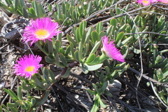 Carpobrotus quadrifidus