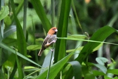 Neosuthora davidiana