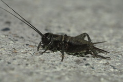 Gryllus campestris