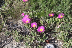 Carpobrotus quadrifidus
