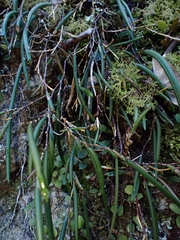 Dendrobium striolatum