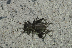 Gryllus campestris