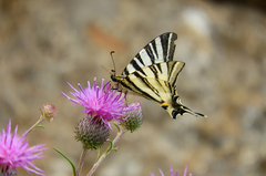 Iphiclides podalirius