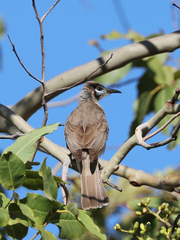 Philemon citreogularis