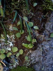 Dendrobium striolatum