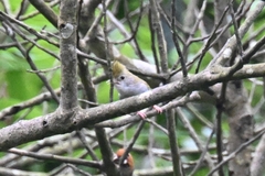 Erpornis zantholeuca