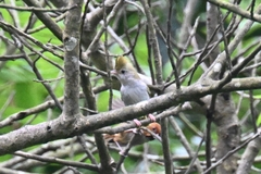 Erpornis zantholeuca