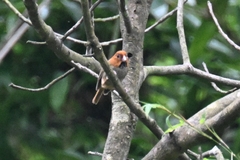 Neosuthora davidiana