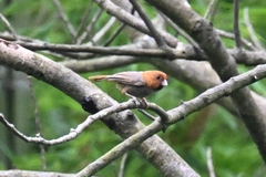 Neosuthora davidiana