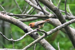 Neosuthora davidiana