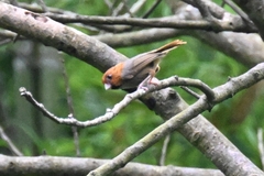 Neosuthora davidiana