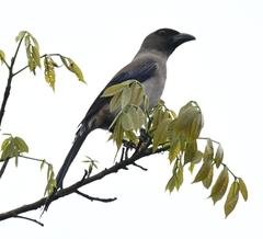 Dendrocitta formosae