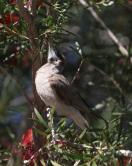 Philemon citreogularis