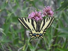 Papilio alexanor