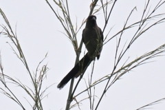 Dendrocitta formosae