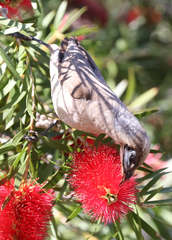 Philemon citreogularis