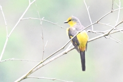 Pericrocotus speciosus