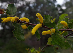 Acacia denticulosa