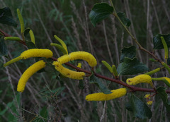 Acacia denticulosa