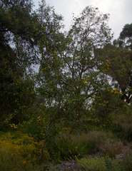 Acacia denticulosa