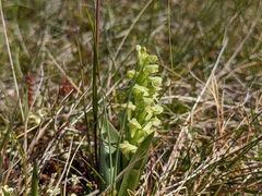 Platanthera hyperborea