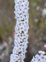 Epacris microphylla