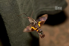 Sphingidae