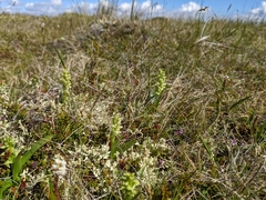 Platanthera hyperborea
