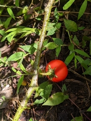 Solanum capsicoides