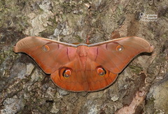 Antheraea