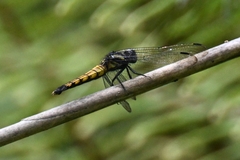 Orthetrum