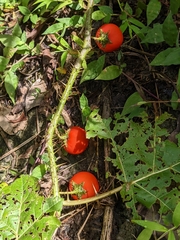 Solanum capsicoides