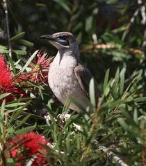 Philemon citreogularis