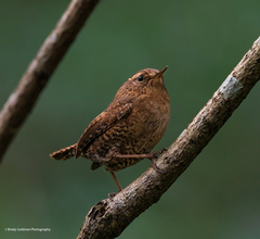 Troglodytes pacificus