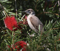 Philemon citreogularis