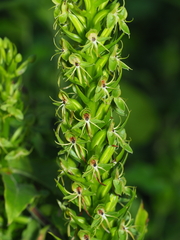 Habenaria repens
