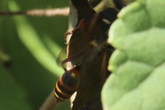 Aculeata
