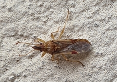 Belonochilus numenius