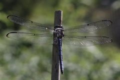 Libellula