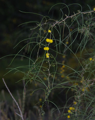 Acacia merinthophora