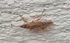 Belonochilus numenius