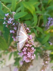 Cydalima perspectalis