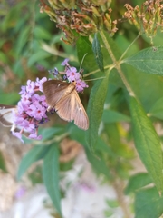 Cydalima perspectalis