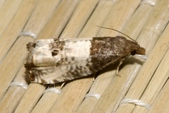 Notocelia roborana