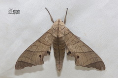 Marumba juvencus
